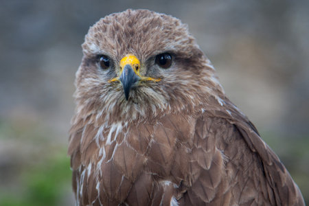 Close view at the young hunter falcon