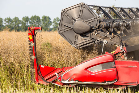 The harvester plowing and collecting on the field