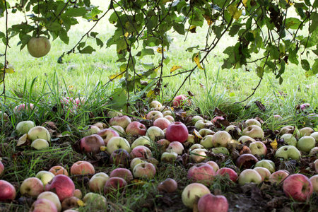 Rotten apples on the green grass in the gardenの写真素材