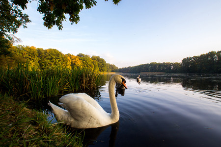 Beautiful sunset over the pond in the parkの写真素材