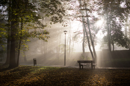 Foggy park in late autumn in the morningの写真素材