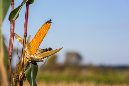 The corn on the corn field in summerの写真素材
