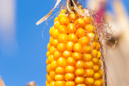 The corn on the corn field in summer
