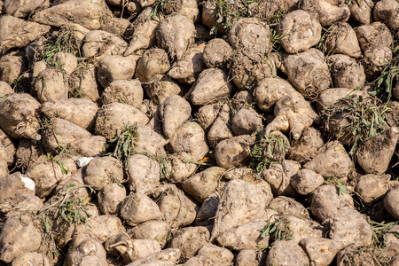 The pile of sugar beets on the fieldの写真素材