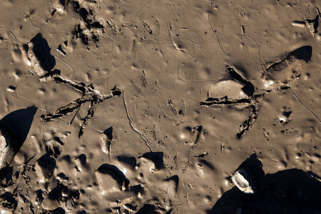 The footprints of the bird in the mudの写真素材