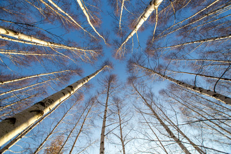 The forest with many birch-trees in a rowの写真素材
