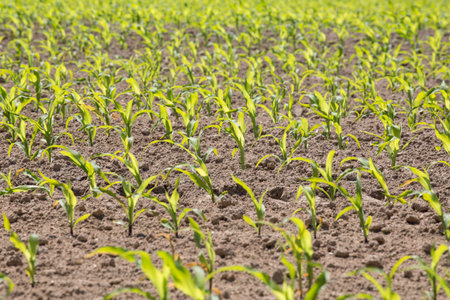Close view at the green young corn field