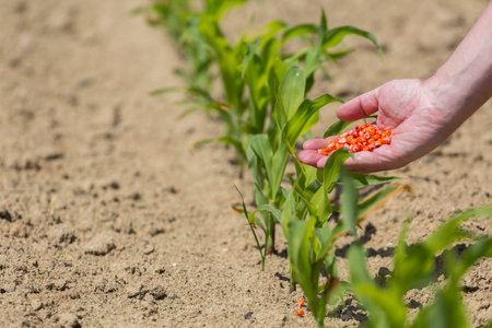 The hand full of small corn seedsの写真素材