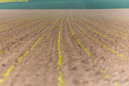 Close view on the young green broad bean field