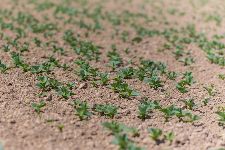 Close view on the young green broad bean fieldの写真素材