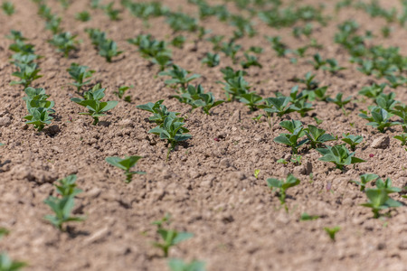 Close view on the young green broad bean fieldの写真素材