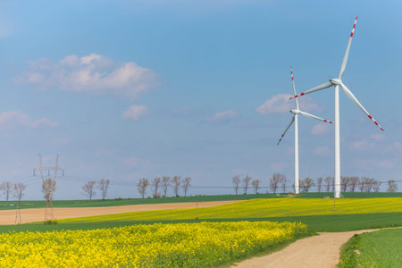 Large view on the windmills on the yellow green field