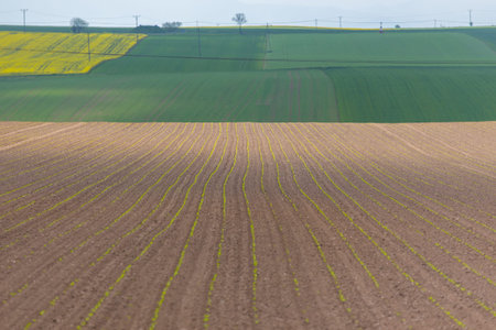 Large view on the young green broad bean field