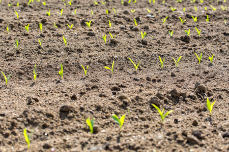 Close view on the young corn field