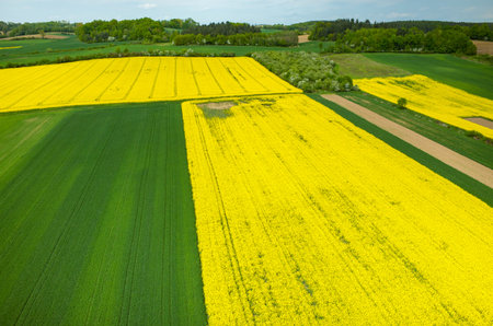 Aerial view on the large colza field