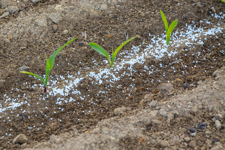 Close view on the green young corn and some fertilizersの写真素材