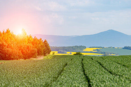 Beautiful sunset above the young green wheat field