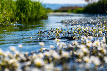 Small white delicate flowers of the underwater plant