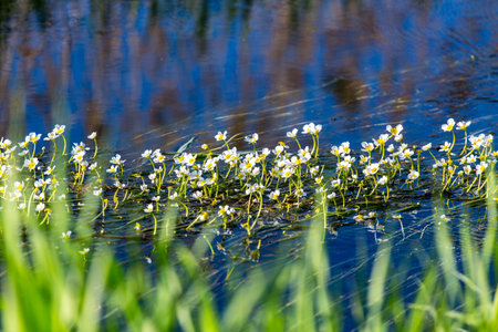 Small white delicate flowers of the underwater plantの写真素材