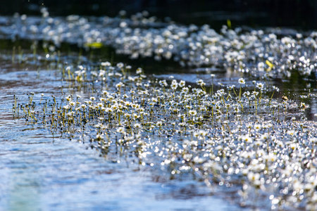 Small white delicate flowers of the underwater plantの写真素材