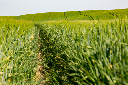 Large view on the green barley fieldの写真素材