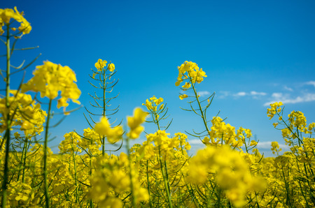 Close view on the yellow colza fieldの写真素材