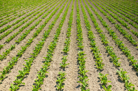 Large view on the green young sugar beet field