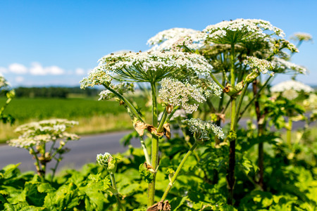 Large view on the dangerous plant Parsnip Sosnowski Heracleum sosnowskyiの写真素材