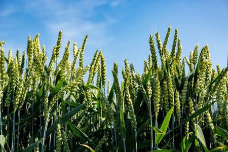 Close view on the young green wheat field