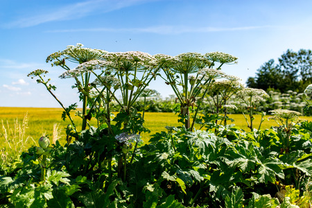 Large view on the dangerous plant Parsnip Sosnowski Heracleum sosnowskyiの写真素材