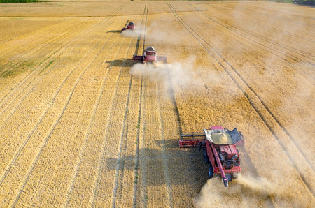 Aerial view on the combines working on the large wheat fieldの写真素材