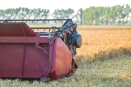The combine working on the large barley field