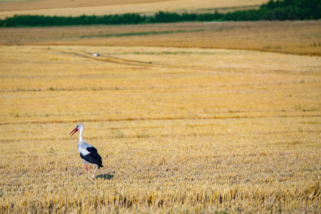 The stork staying on the large fieldの写真素材
