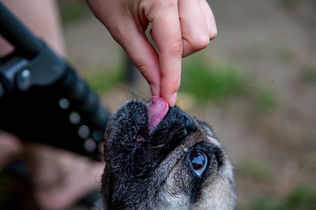 Feeding small dog with the food in the handの写真素材