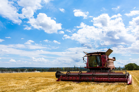 The combine working on the large wheat fieldの写真素材