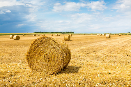 Large view on the wheat field with hay balesの写真素材