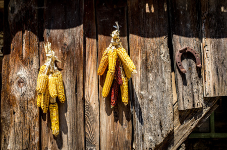 Close view on the dry corn attached to the doorの写真素材