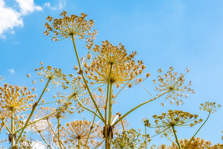 Large view on the dangerous plant Parsnip Sosnowski Heracleum sosnowskyi
