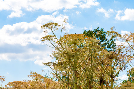 Large view on the dangerous plant Parsnip Sosnowski Heracleum sosnowskyi