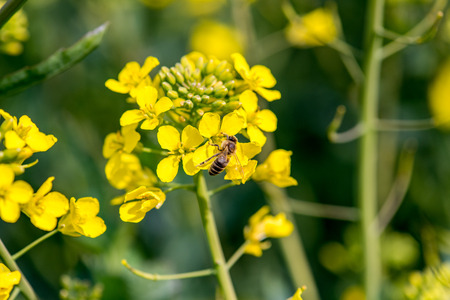 Close macro view on the bee collecting the nectar from the young colza flowersの写真素材