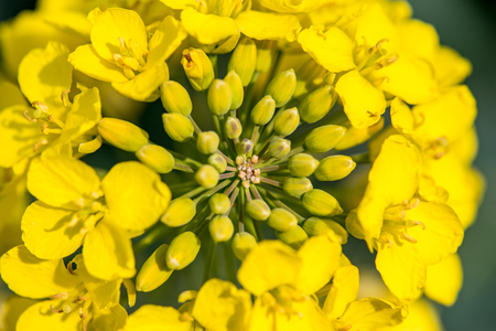 Close macro view on the young colza flowersの写真素材