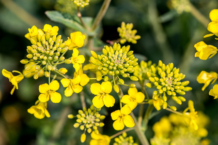 Close macro view on the young colza flowersの写真素材