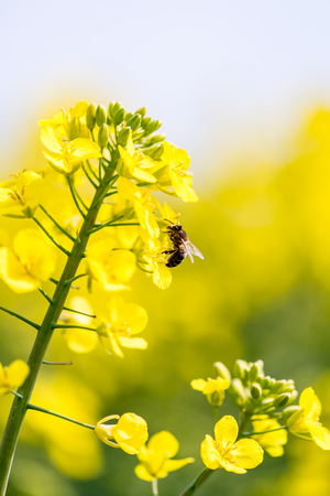 Close macro view on the bee collecting the nectar from the young colza flowersの写真素材