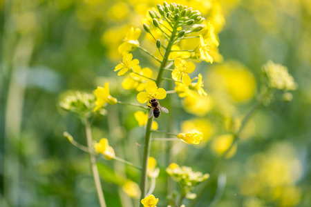 Close macro view on the bee collecting the nectar from the young colza flowersの写真素材