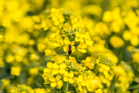 Close macro view on the bee collecting the nectar from the young colza flowersの写真素材