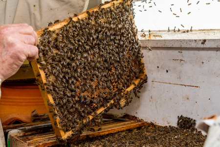 Close view on the beekeeper checking the beehive