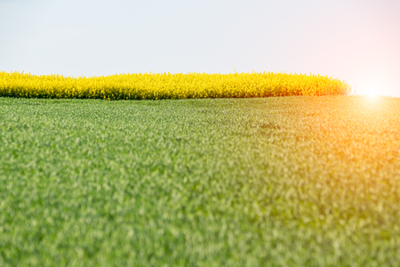 Beautiful sunset above the yellow colza fieldの写真素材