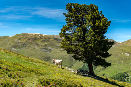Close view on the cow in Alps Austriaの写真素材