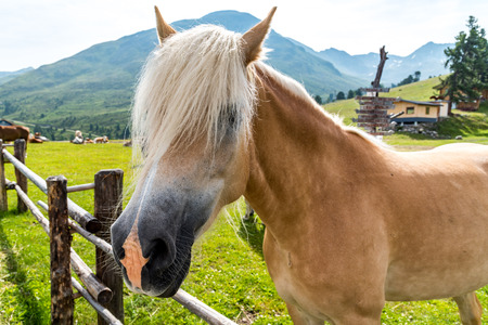 Close view on the beautiful brown horseの写真素材