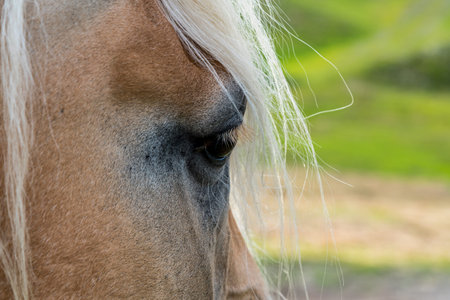 Close view on the beautiful brown horseの写真素材